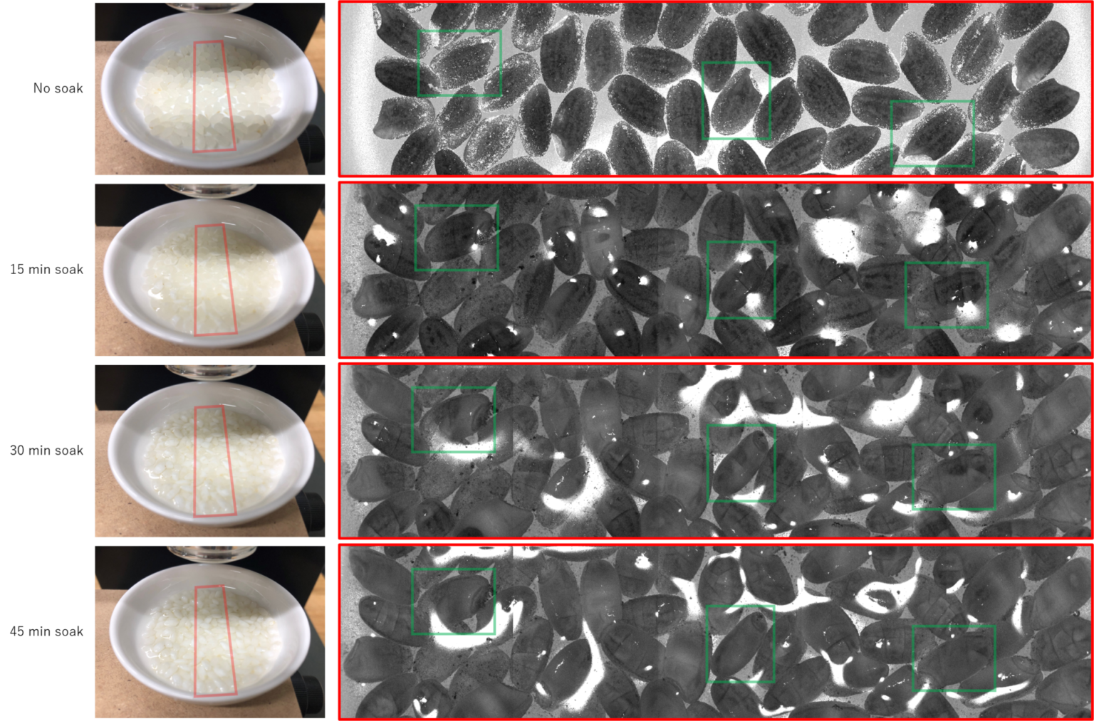 Example of OCT-SS-01 imaging: Water absorption process of rice - 株式会社 ...