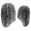 Exapmle of OCT-SS-01 imaging: Rice