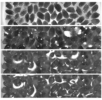 Exapmle of OCT-SS-01 imaging: Water absorption process of rice